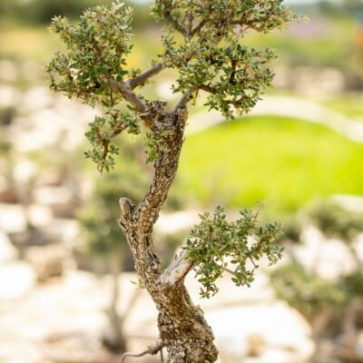 Μπονσάι Ελιάς 5