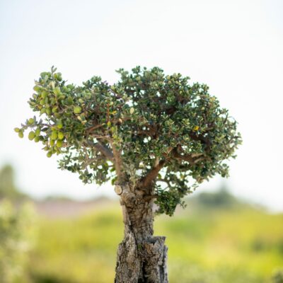 Μπονσάι Ελιάς 39