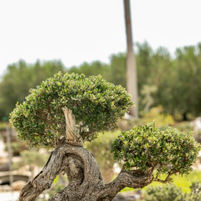 Μπονσάι Ελιάς 30