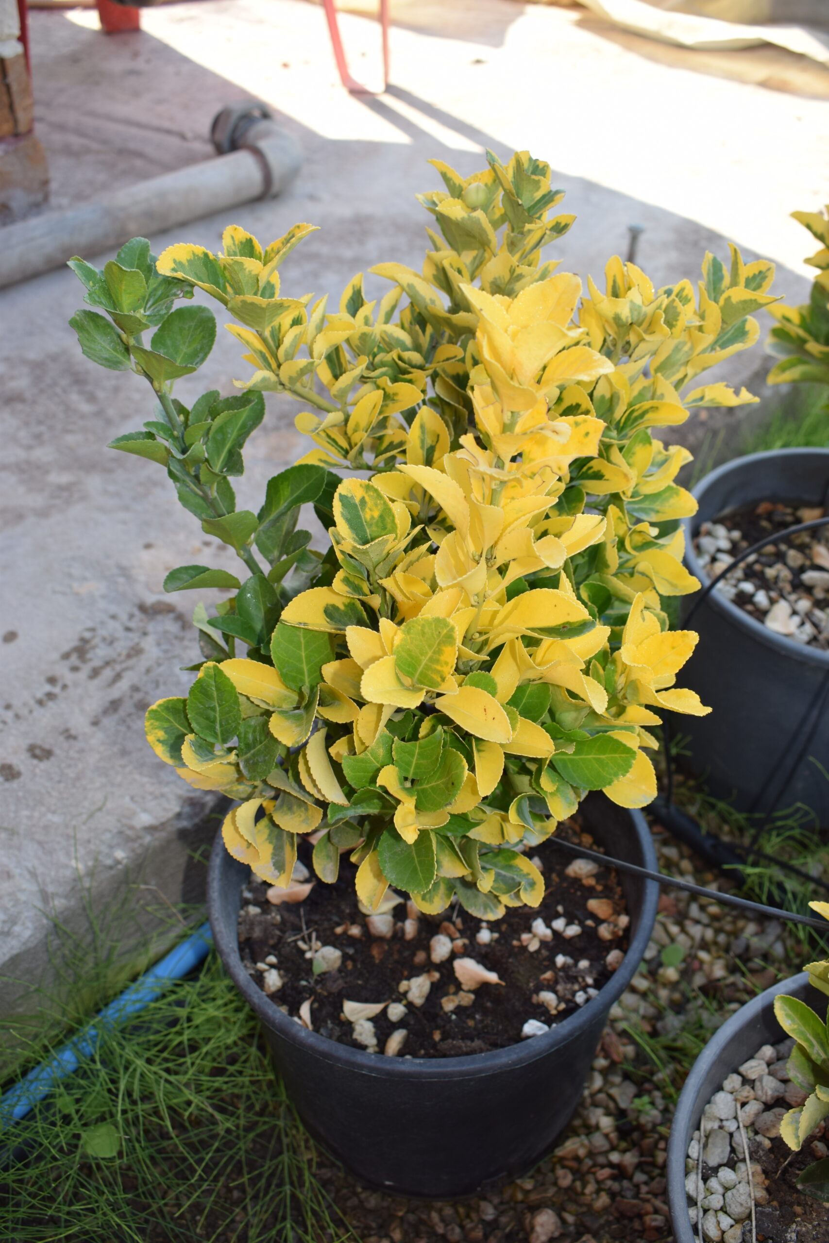 Ευώνυμο - Image 2