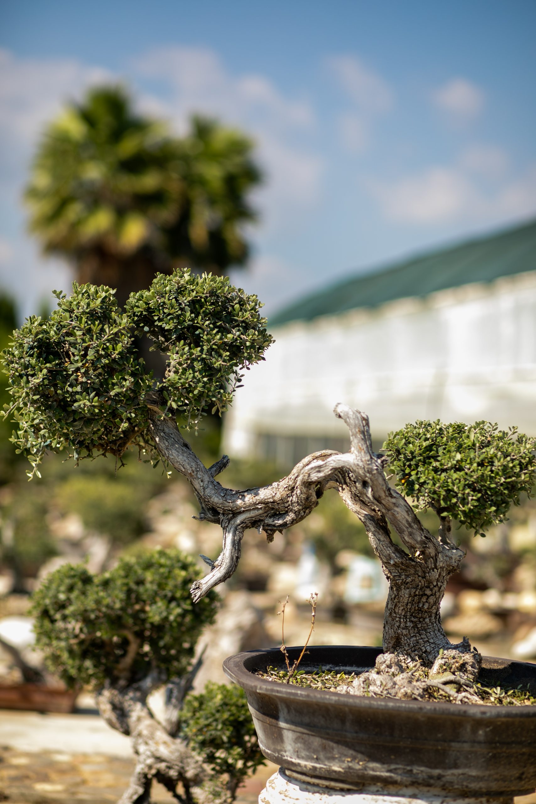 Μπονσάι Ελιάς 35 - Image 2