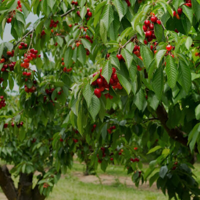 Κερασιά Γλάστρα 17 cm- 2 L