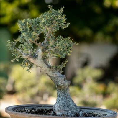 Μπονσάι Ελιάς 48