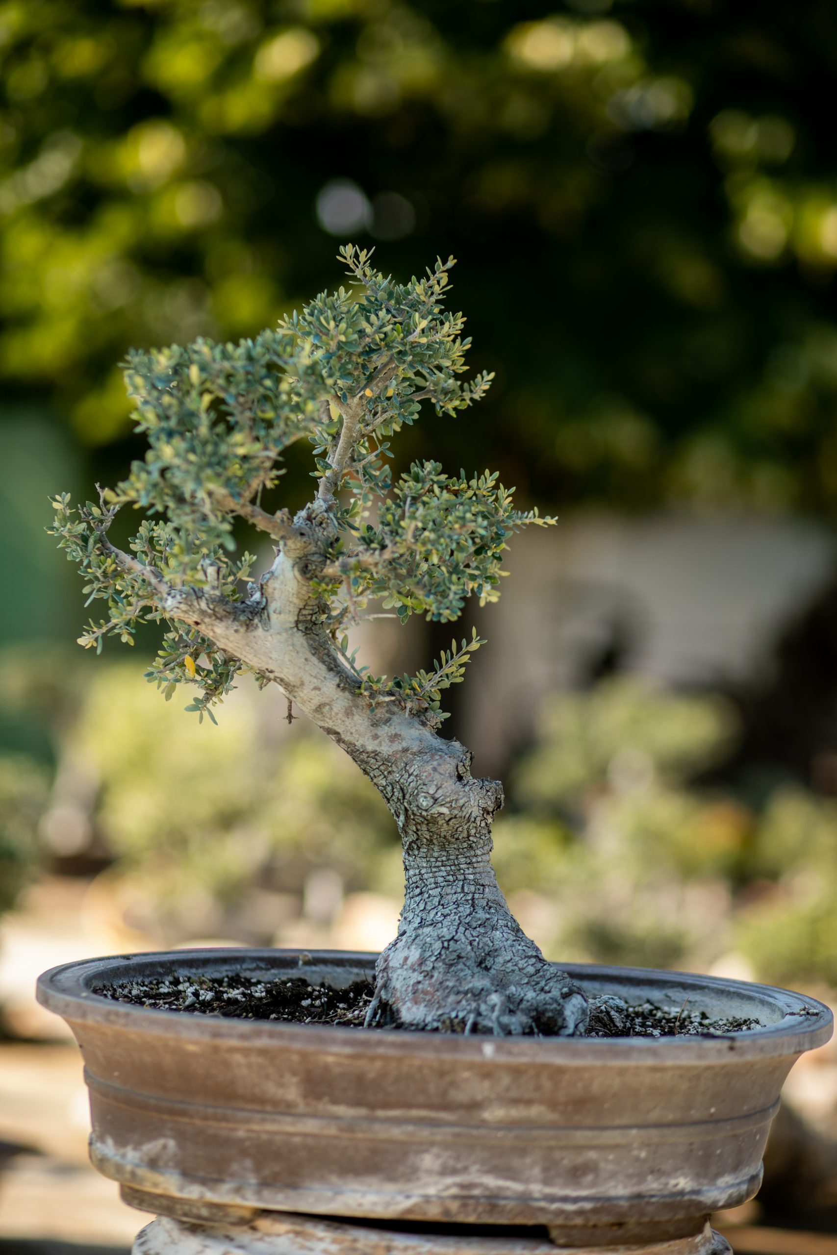 Μπονσάι Ελιάς 48