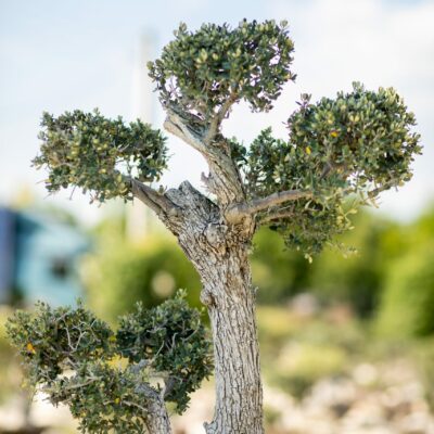 Μπονσάι Ελιάς 38