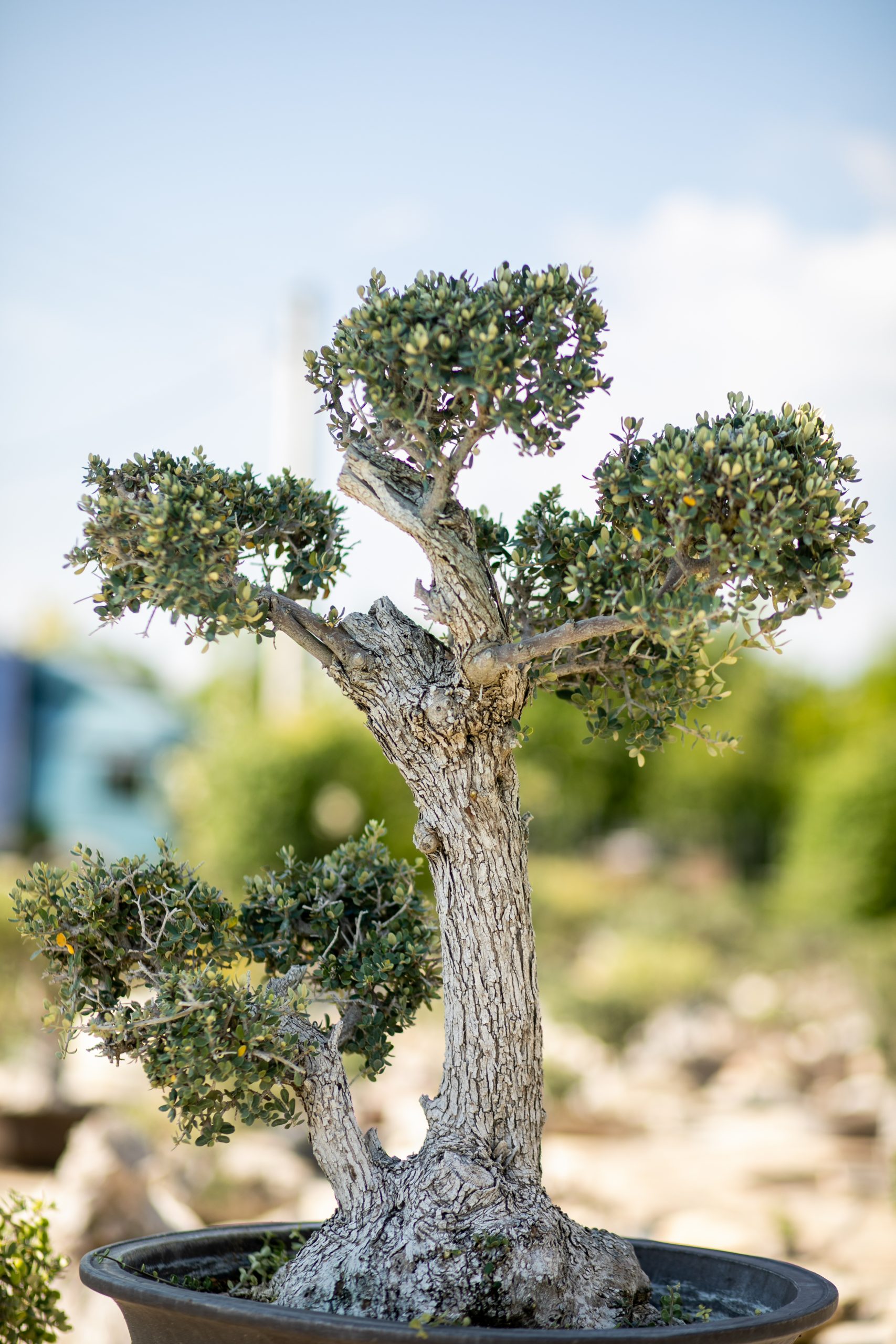 Μπονσάι Ελιάς 38