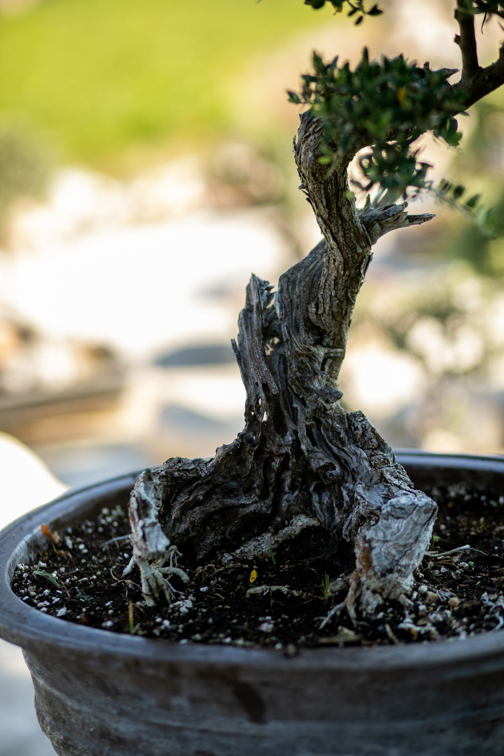 Μπονσάι Ελιάς 59 - Image 4