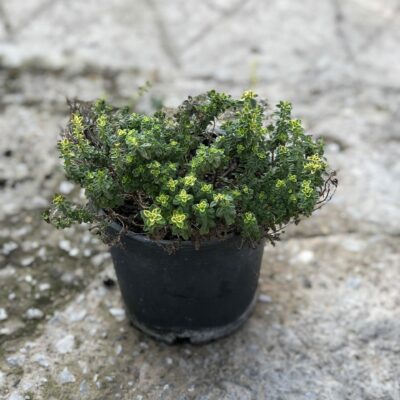 Λεμονοθύμαρο