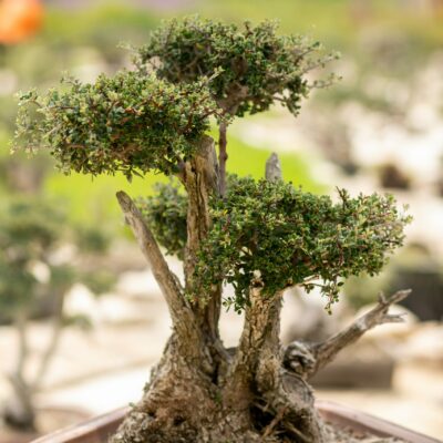 Μπονσάι Ελιάς 4