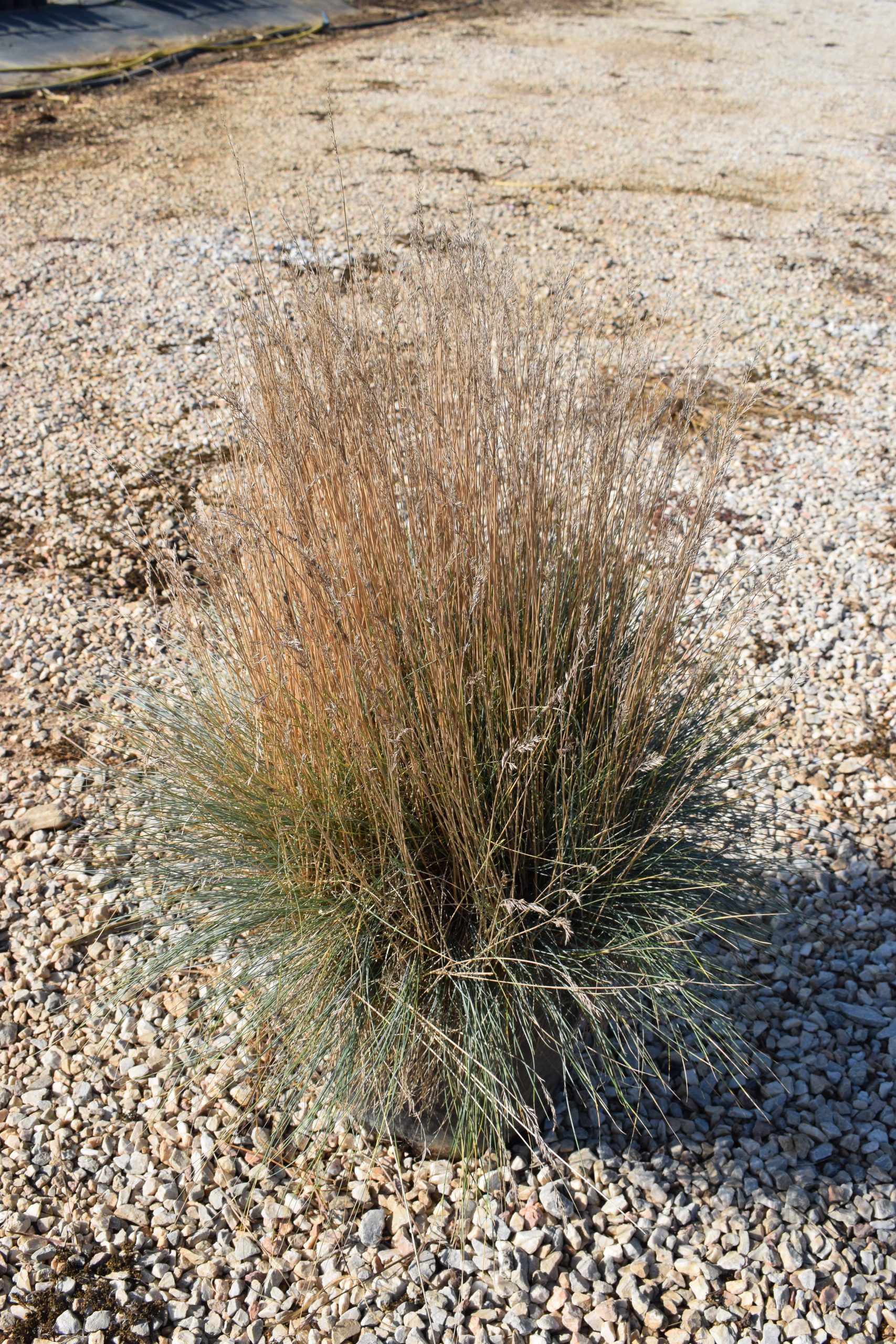 Φεστούκα - Image 2