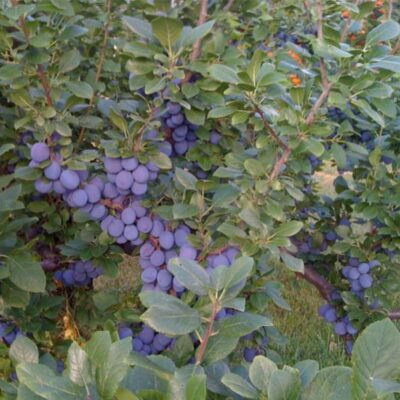 Δαμασκηνιά Γλάστρα 17 cm- 2 L