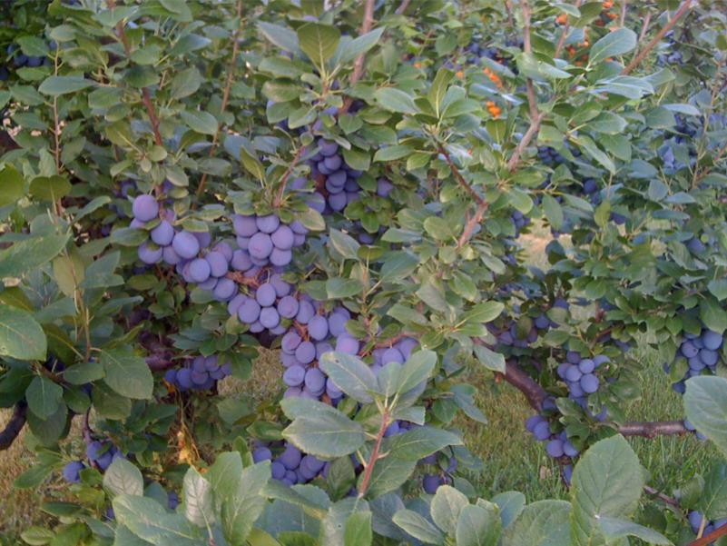 Δαμασκηνιά Γλάστρα 17 cm- 2 L