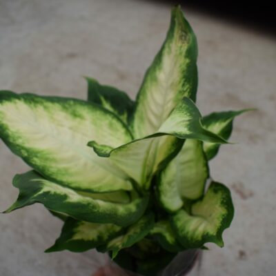 Διφενμπάχια