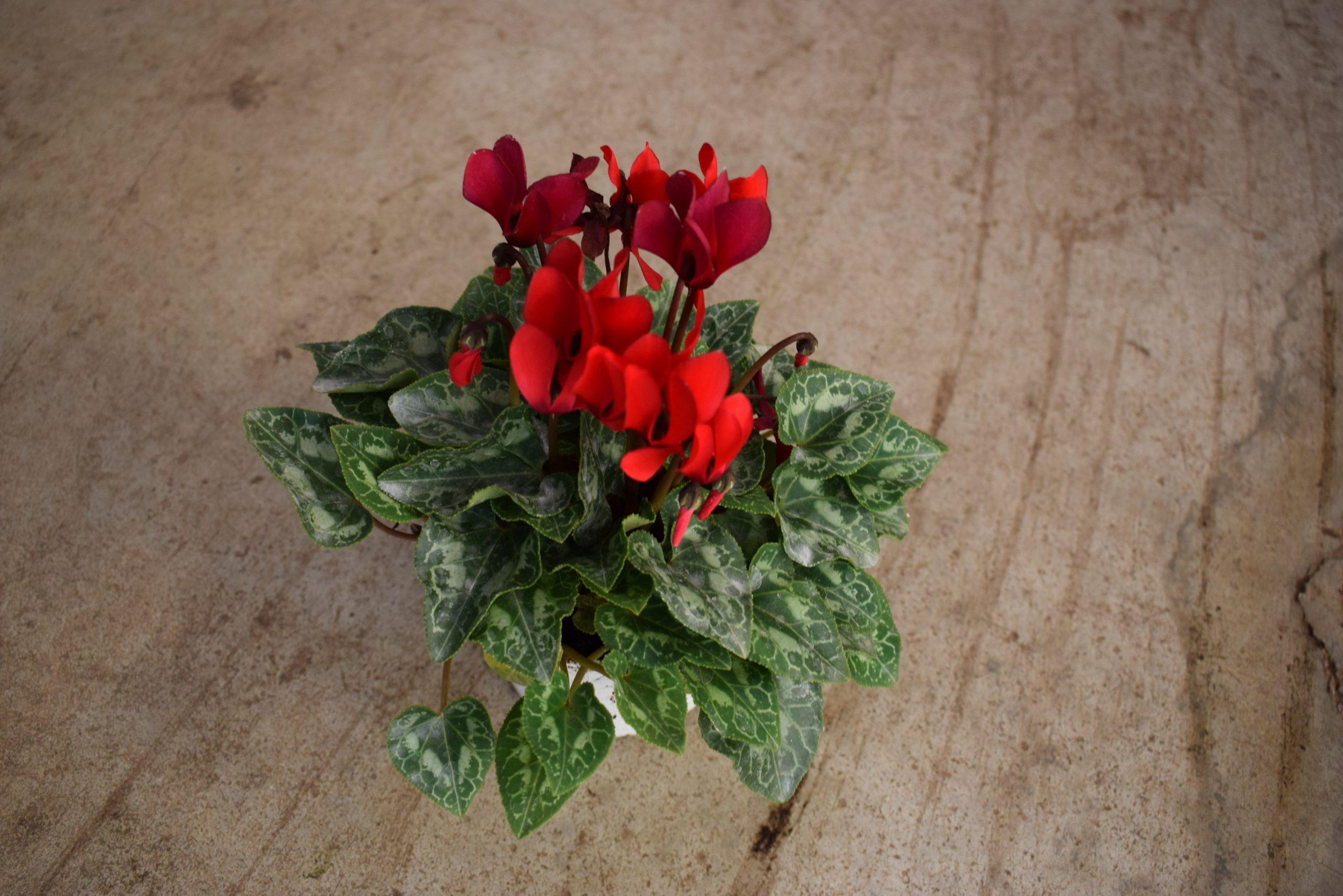 Κυκλάμινο - Image 2