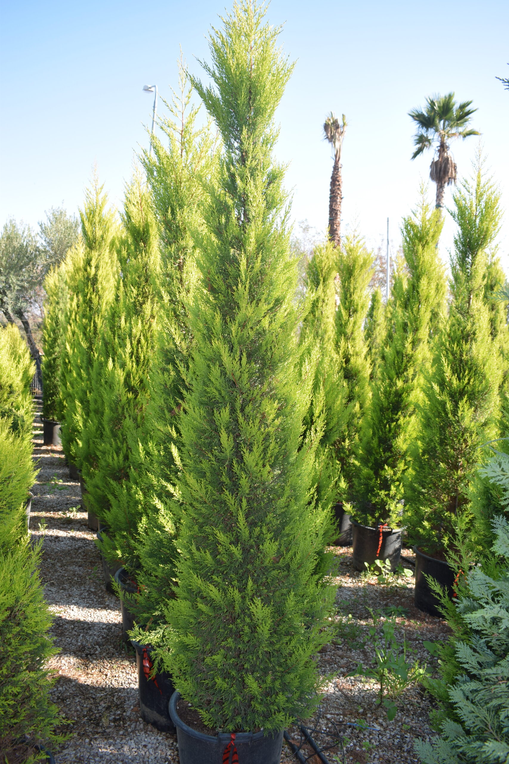 Λεμονοκυπάρισσο "Gold Crest" - Image 2