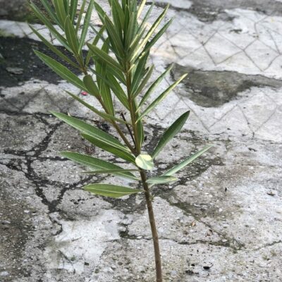 Πικροδάφνη