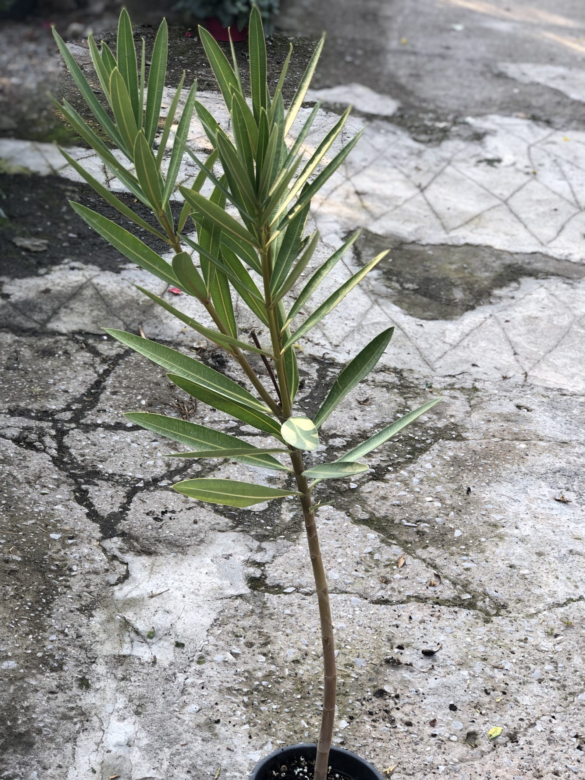 Πικροδάφνη