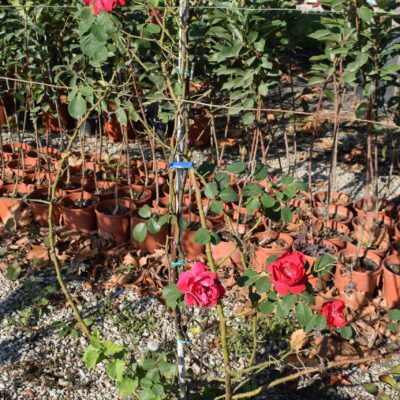 Τριανταφυλλιά Αναρριχώμενη