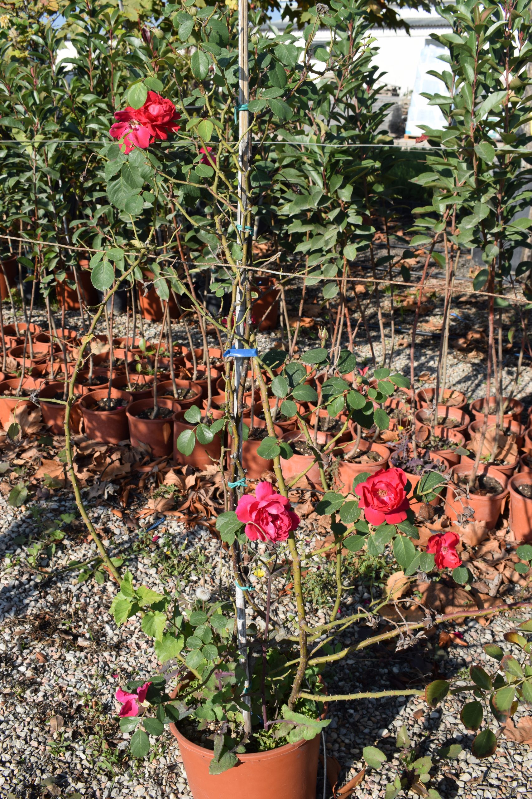 Τριανταφυλλιά Αναρριχώμενη