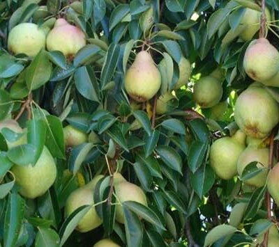 Αχλαδιά Γλάστρα 17 cm-2 L