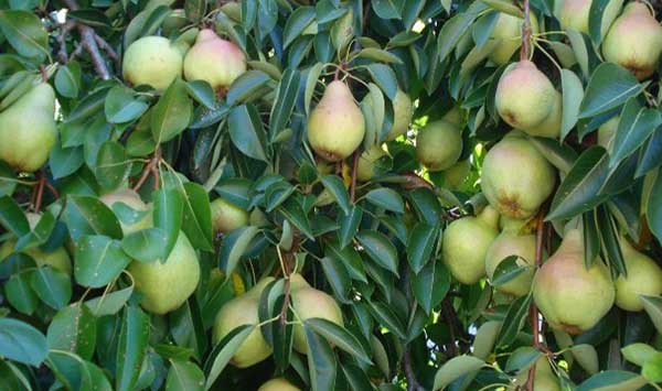 Αχλαδιά Γλάστρα 17 cm-2 L