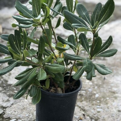 Αγγελική Ορθόκλαδη