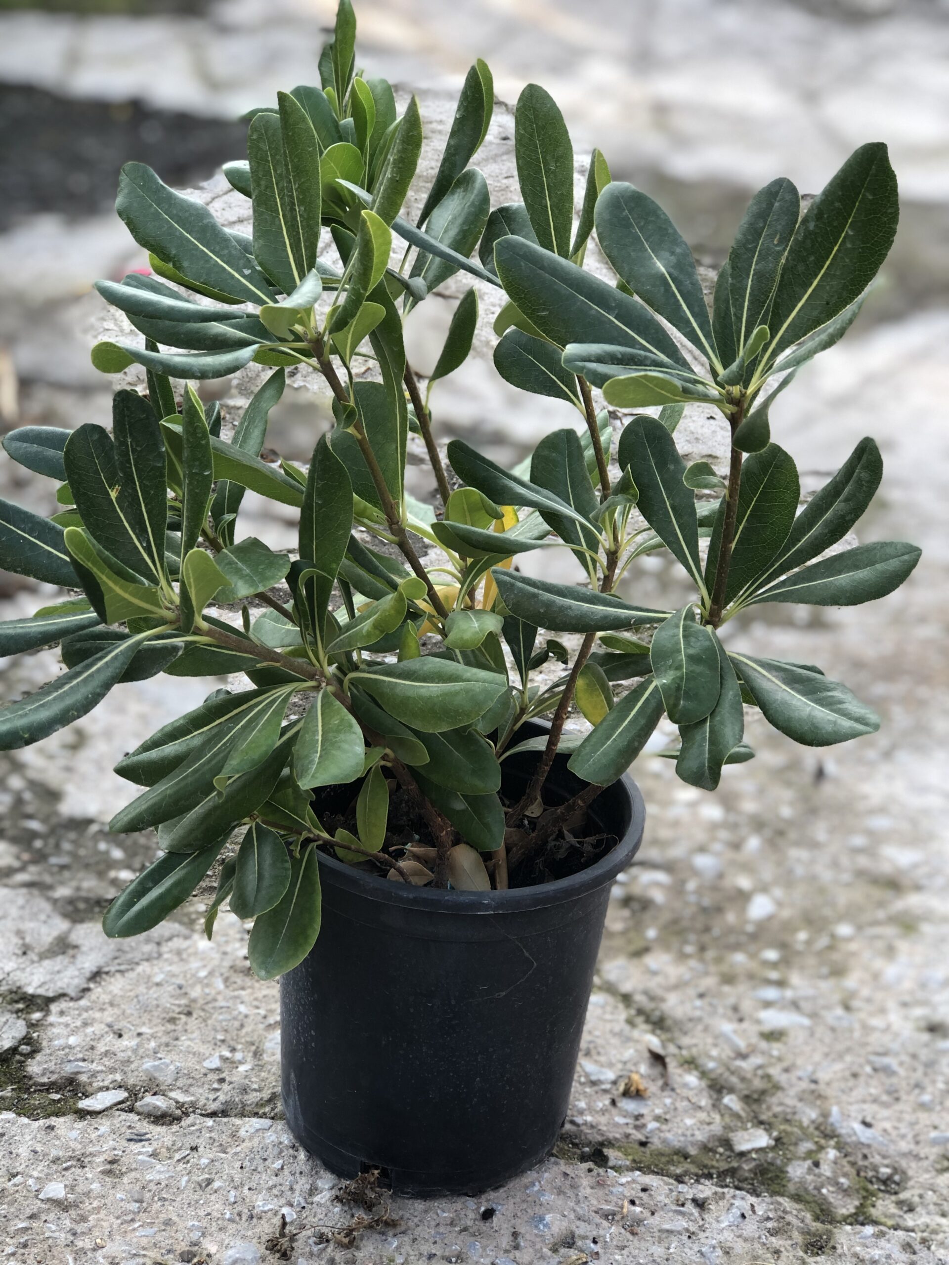 Αγγελική Ορθόκλαδη