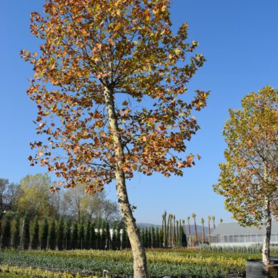 Πλατάνι Μεγάλο