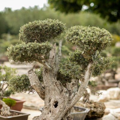 Μπονσάι Ελιάς 13