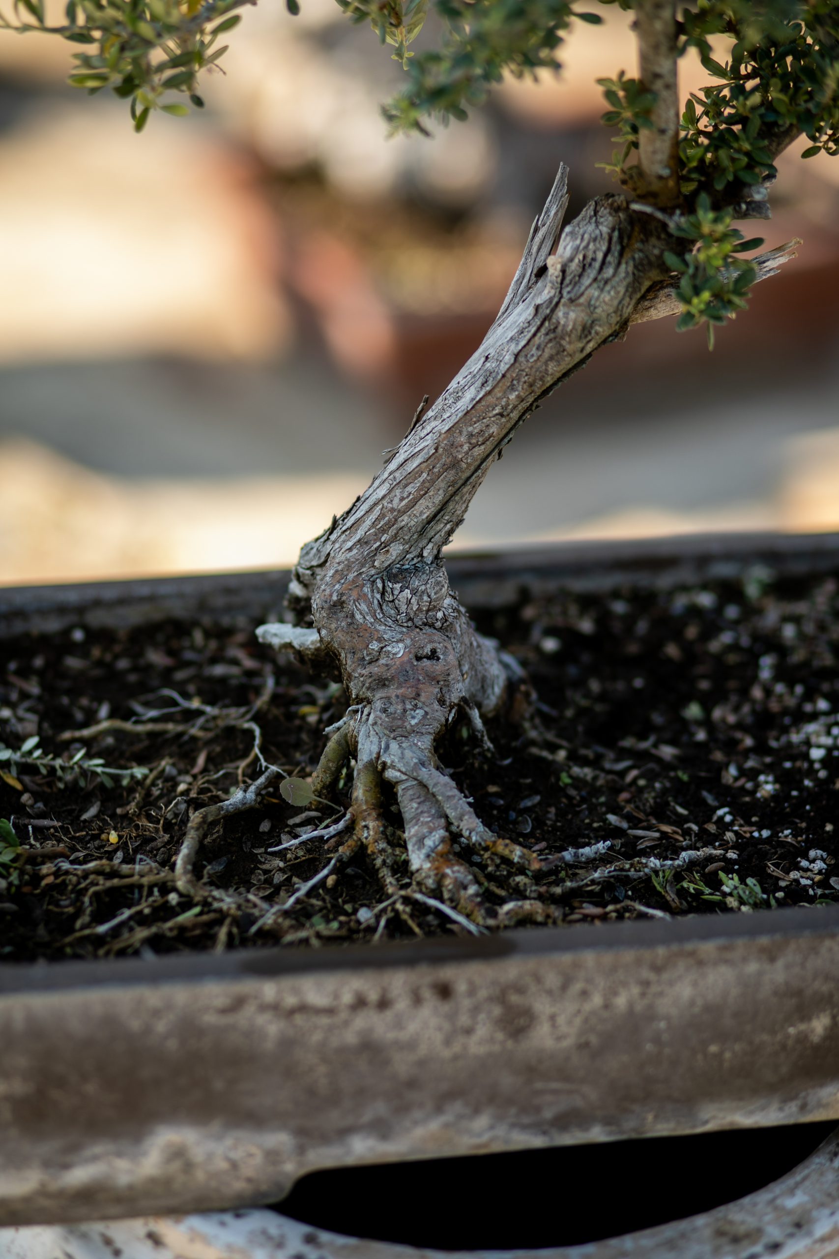 Μπονσάι Ελιάς 50 - Image 3