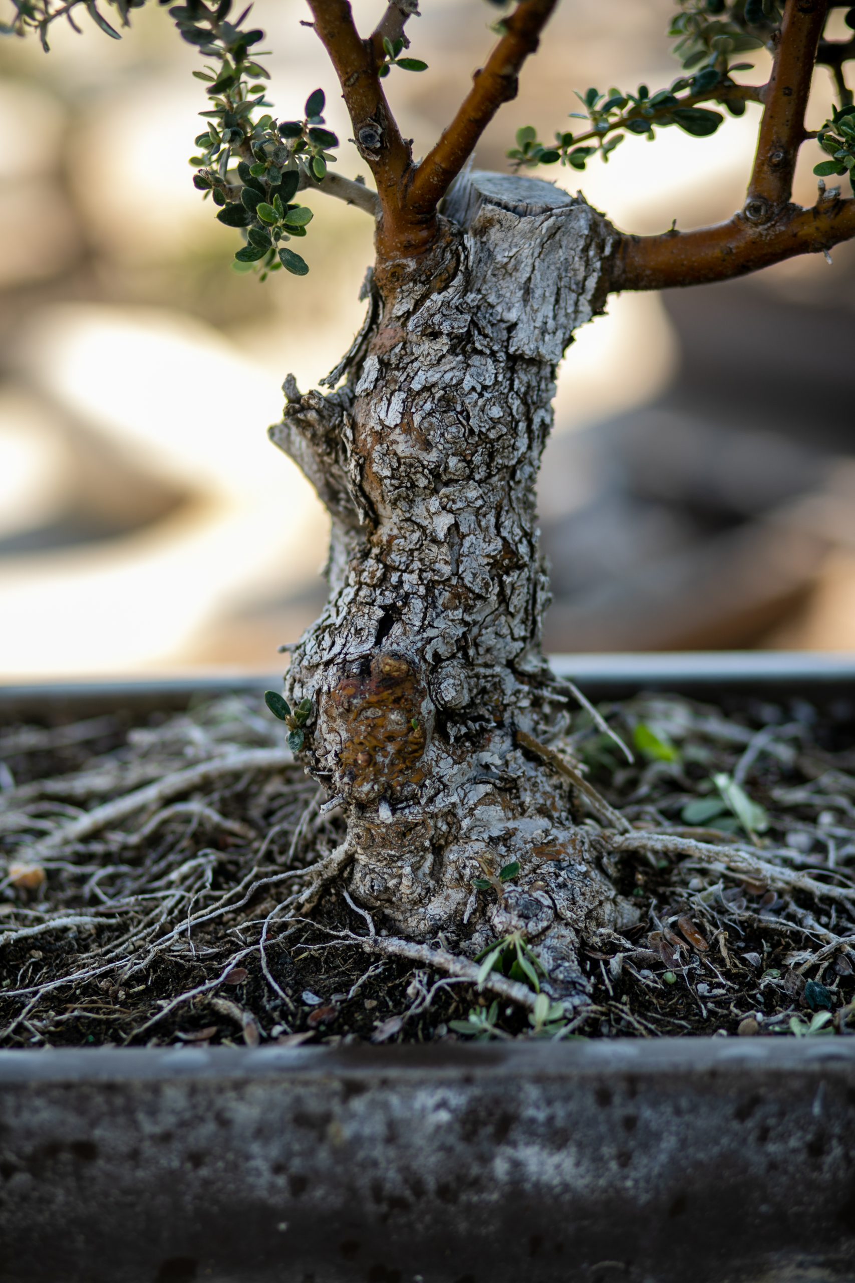 Μπονσάι Ελιάς 54 - Image 4