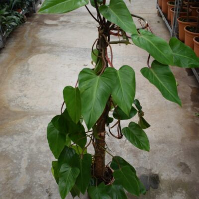 Φιλόδεντρο