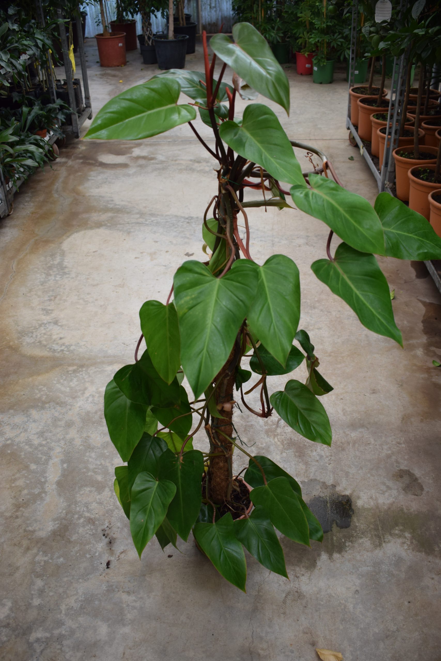 Φιλόδεντρο