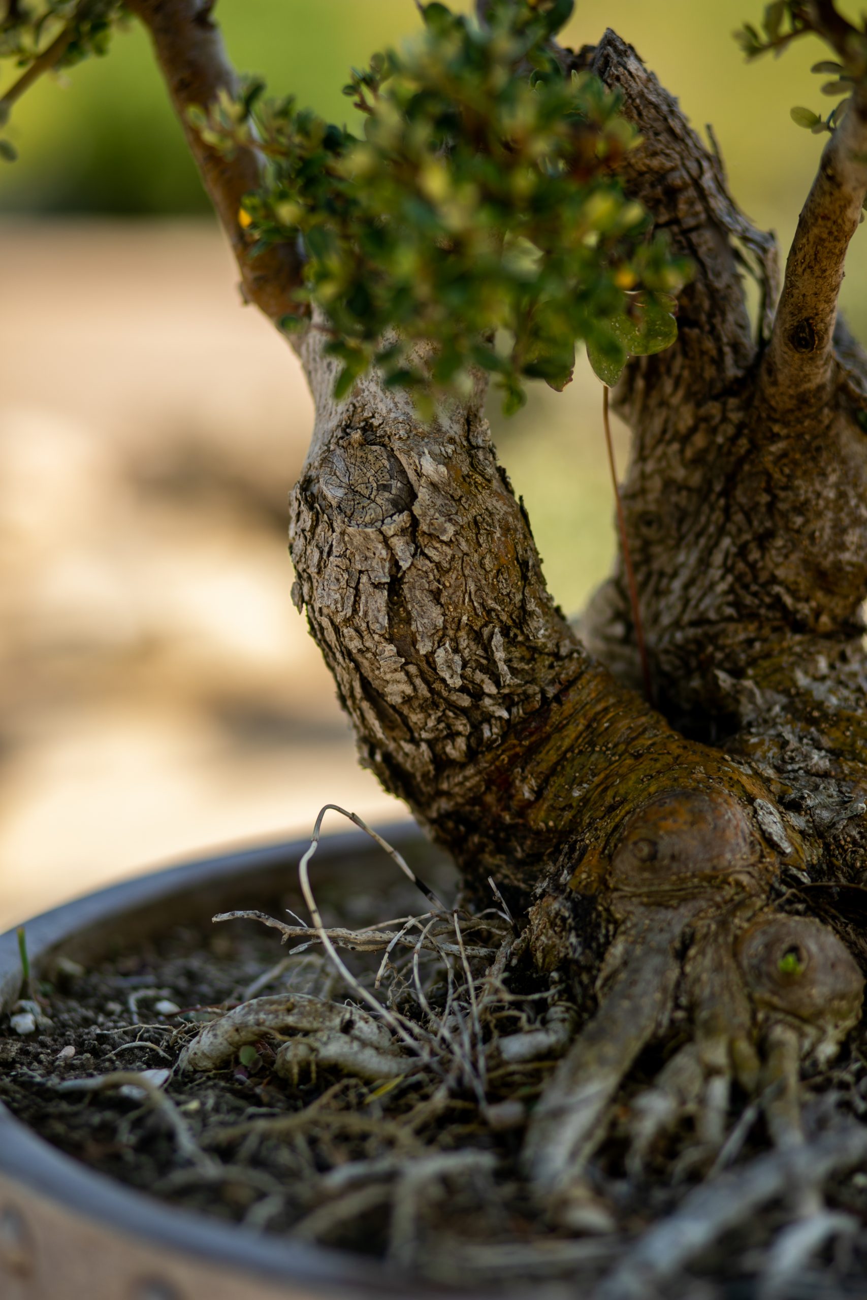 Μπονσάι Ελιάς 46 - Image 3