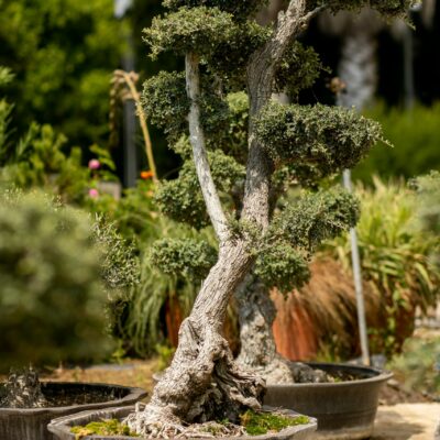 Μπονσάι Ελιάς 21