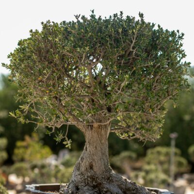 Μπονσάι Ελιάς 34