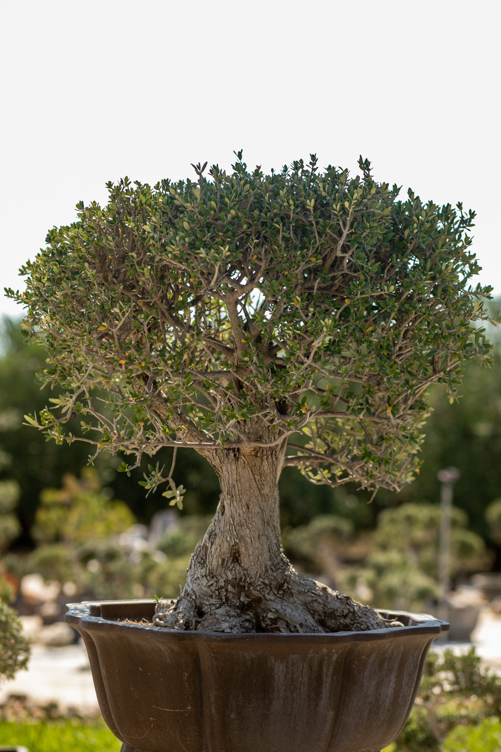 Μπονσάι Ελιάς 34