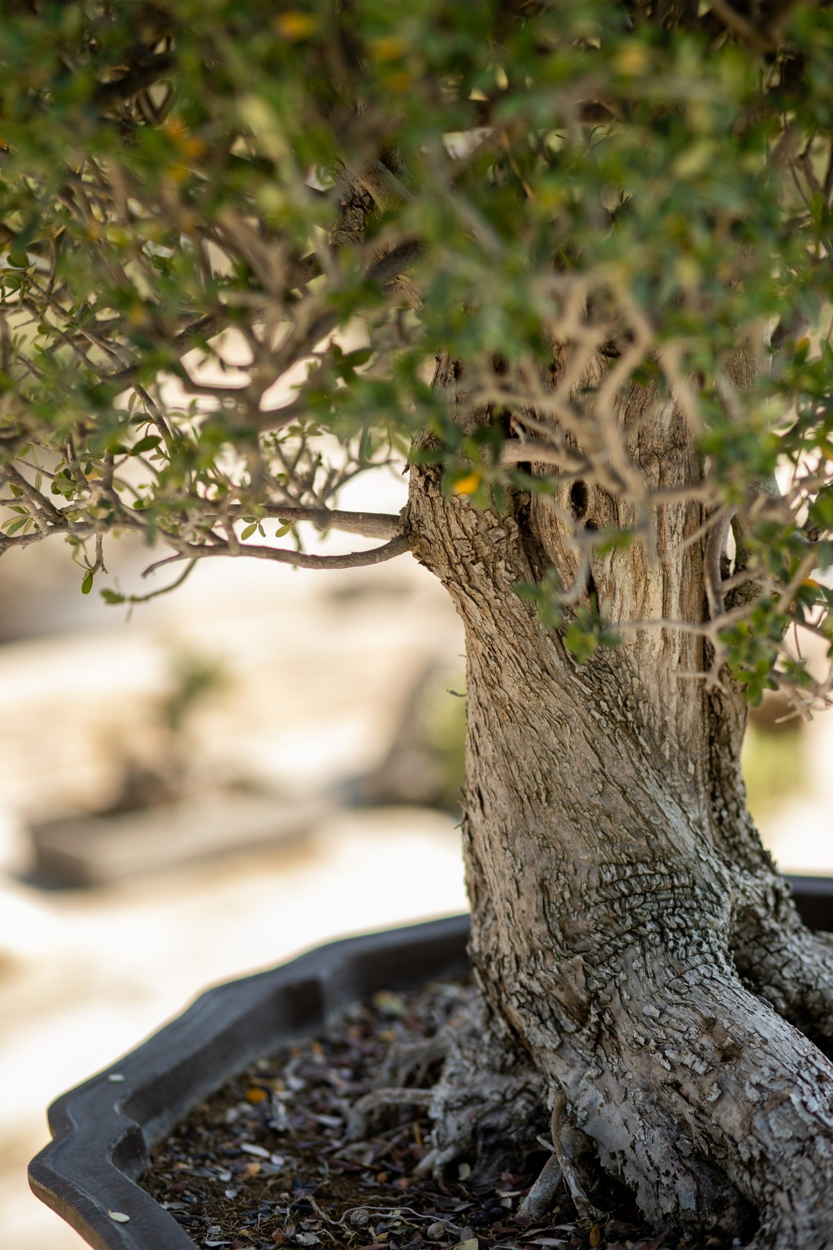 Μπονσάι Ελιάς 34 - Image 3