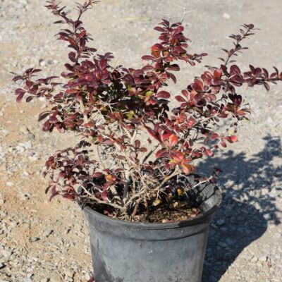 Βερβερίδα νάνα