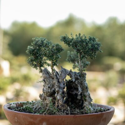 Μπονσάι Ελιάς 55