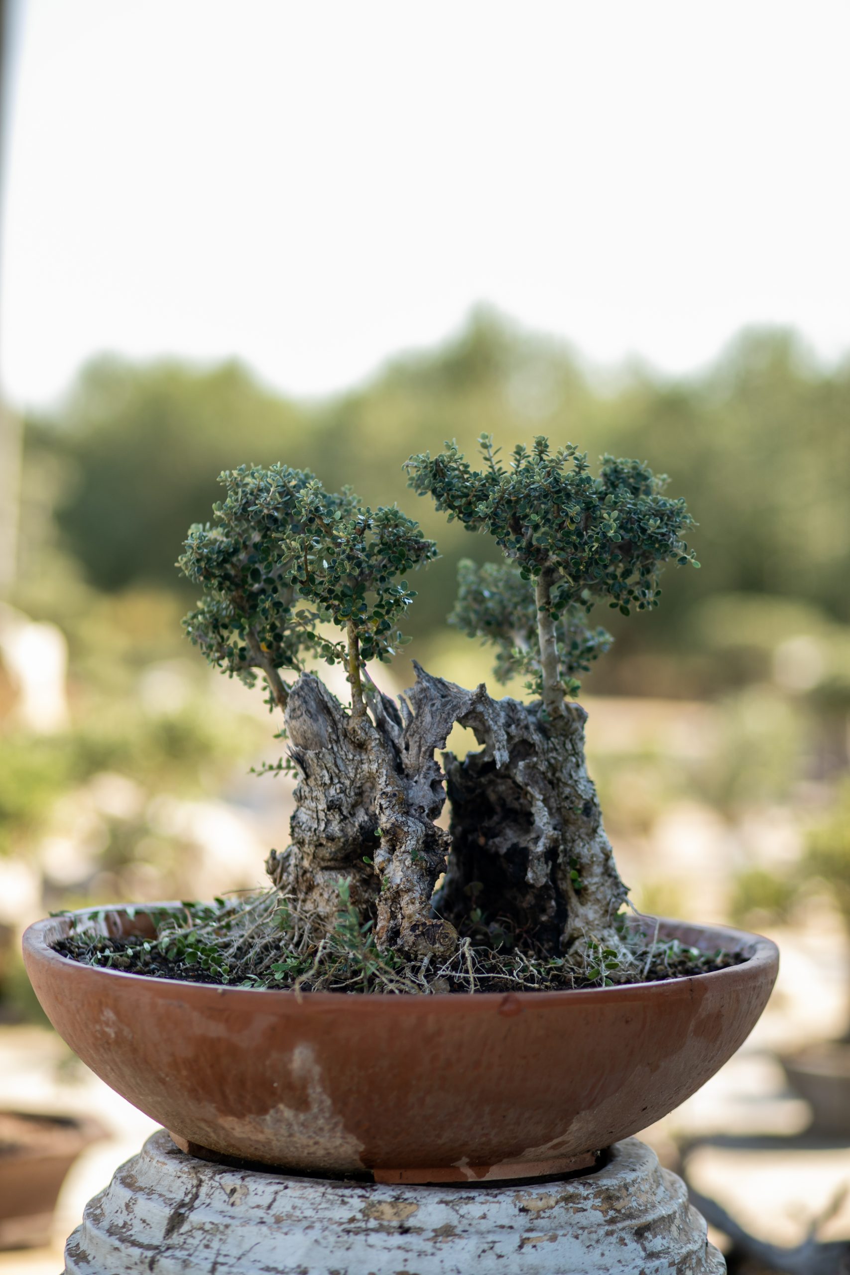 Μπονσάι Ελιάς 55