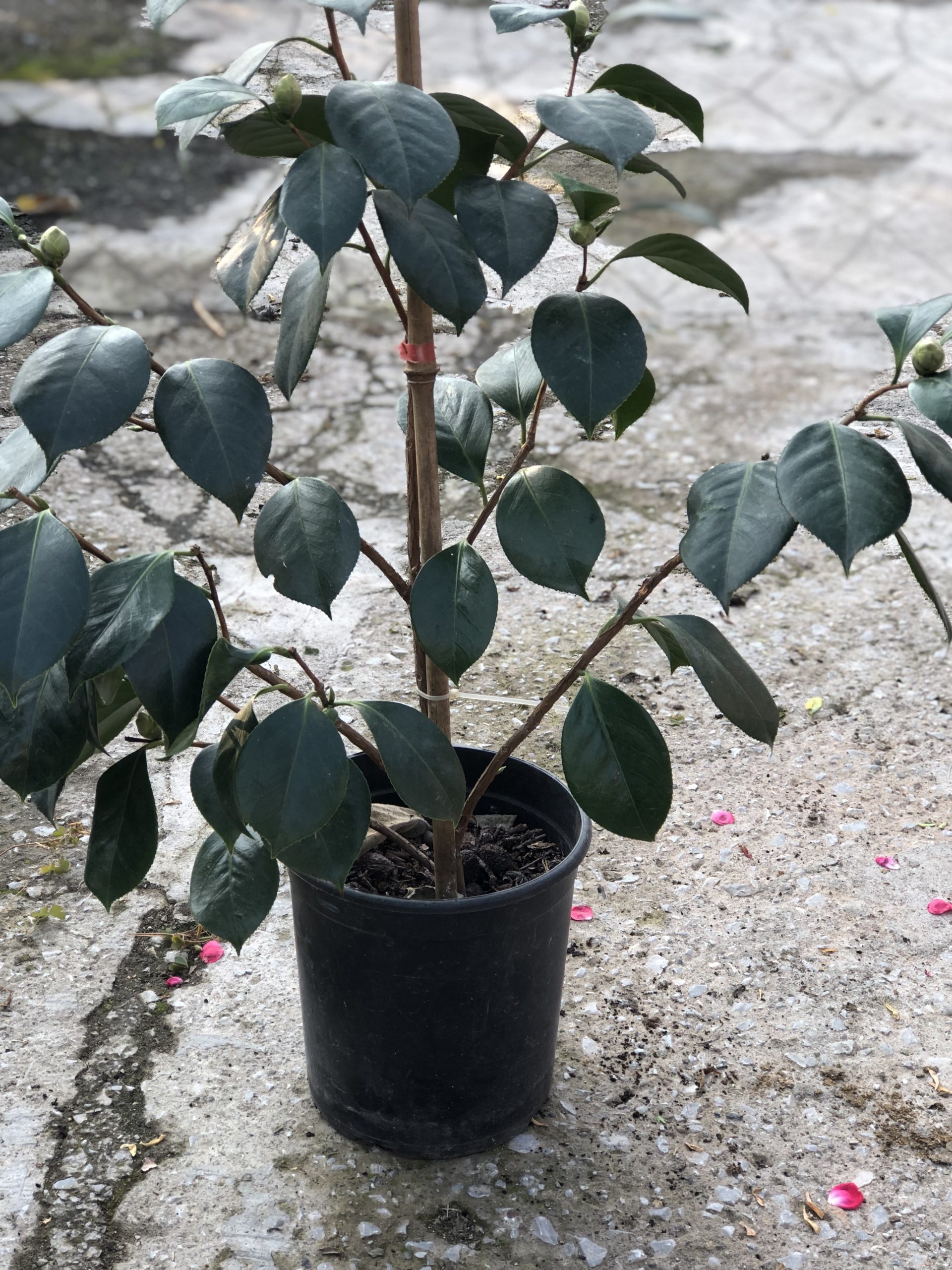 Καμέλια - Image 2