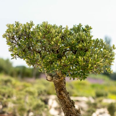 Μπονσάι Ελιάς 27