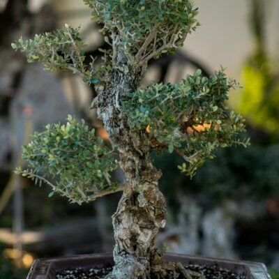 Μπονσάι Ελιάς 57