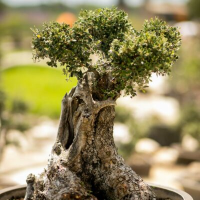 Μπονσάι Ελιάς 8