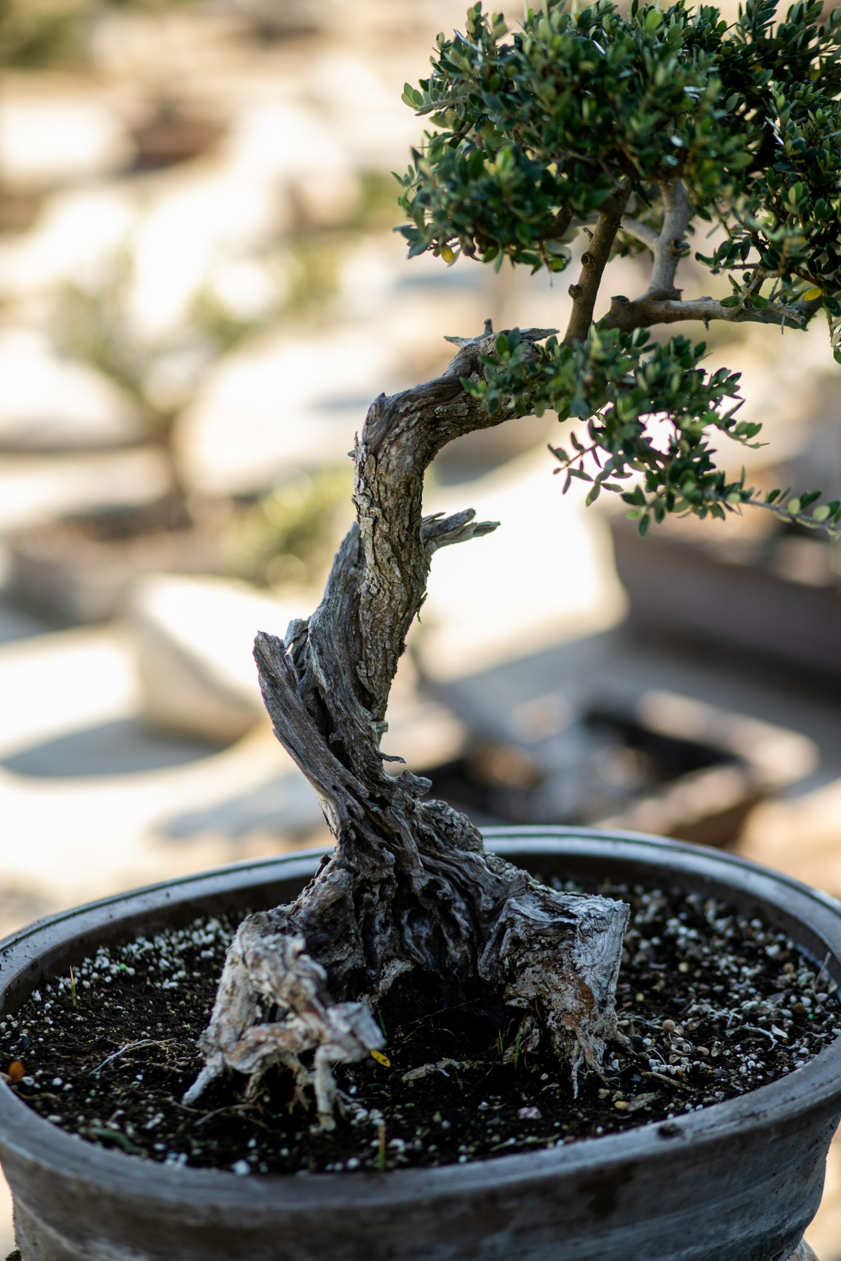 Μπονσάι Ελιάς 59 - Image 3