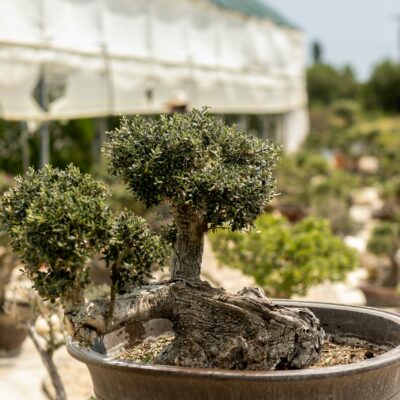 Μπονσάι Ελιάς 25