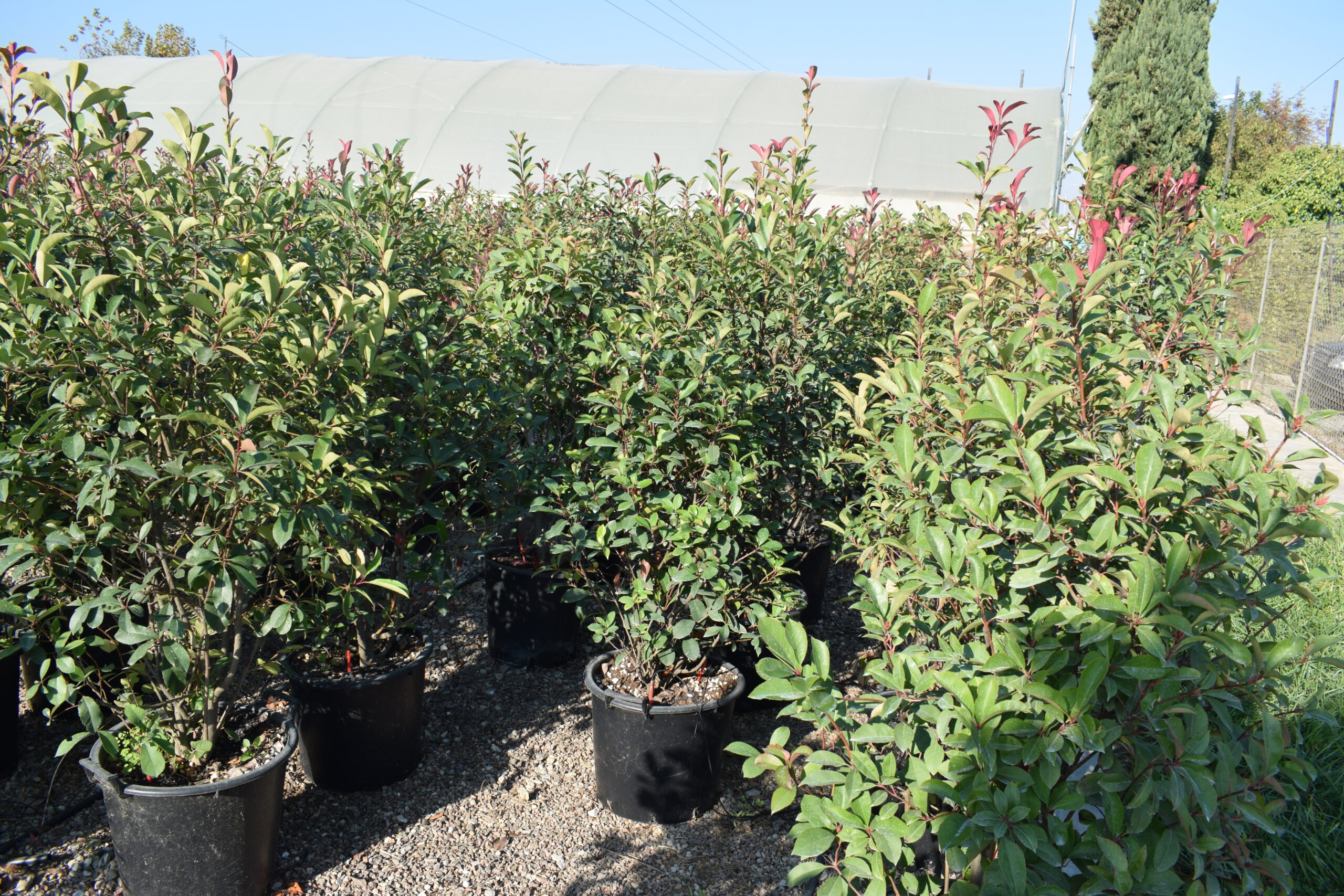 Φωτίνια - Image 2