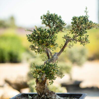 Μπονσάι Ελιάς 44