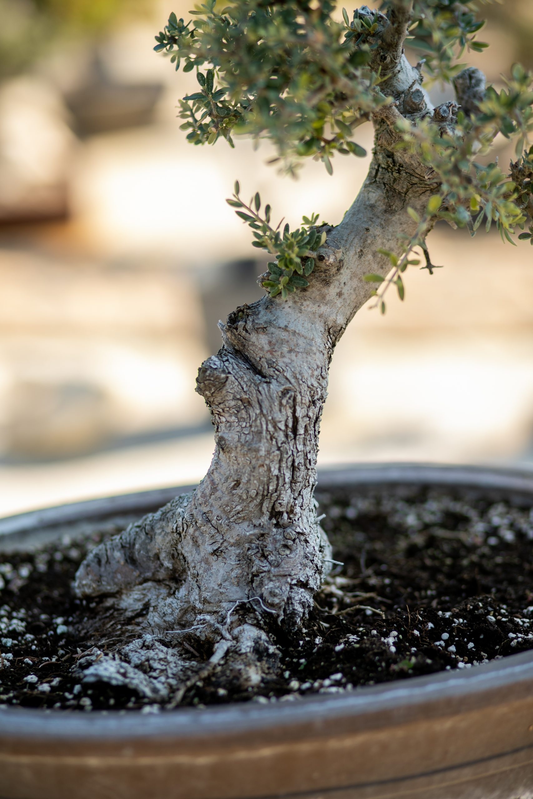 Μπονσάι Ελιάς 48 - Image 3